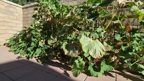 Squash growing at the house backyard in a summer season Stock Footage 200866341