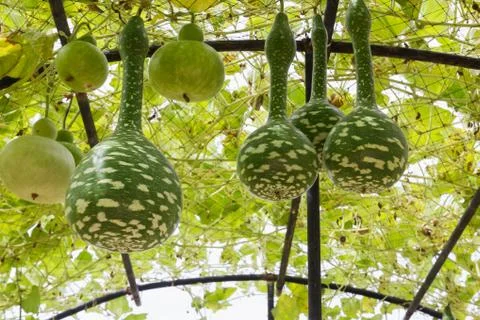 Squash growing on vine Stock Photos
