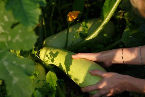 Squash harvest Stock Photos