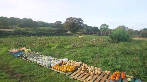 Squash Harvest small farm Stock Footage 311518232