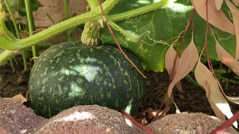 Squash laying on the ground below the trunk and leaves Stock Footage 200865492