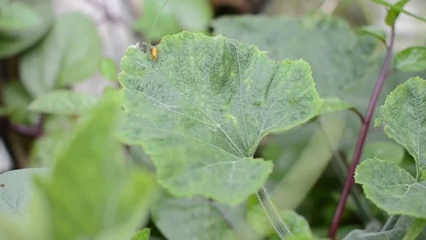 Squash leaves with insect Stock Footage 94099145