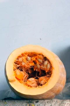 Squash Stock Photos