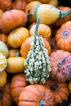 Squash Foto stock