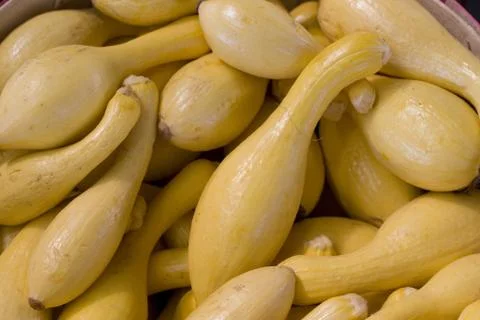 Squash Stock Photos