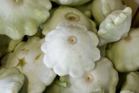 Squash Stock Photos