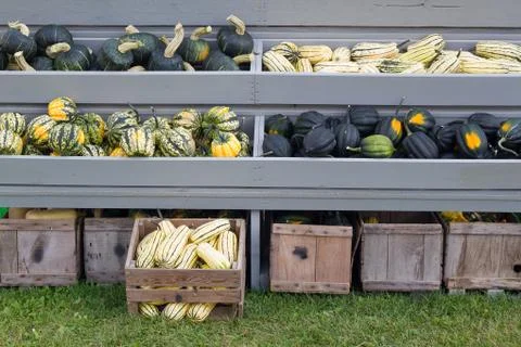 Squash 스톡 사진