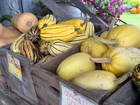 Squash Stock Photos