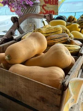 Squash Stock Photos