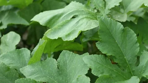 Squash Plant Video stock 11060125
