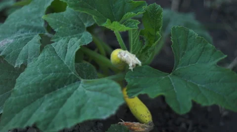 Squash on Plant Stock Footage 48949457