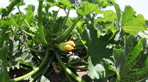 Squash plant in the garden Stockbeeldmateriaal 39054155