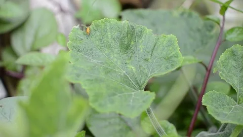 Squash plant with insect Stock Footage 94099133