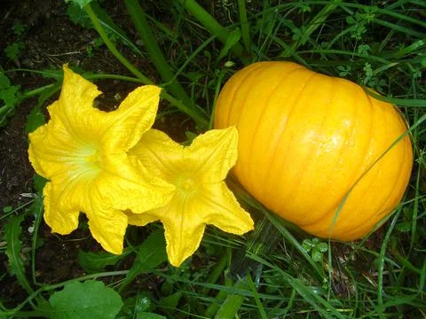 Squash Plant Stock Photos