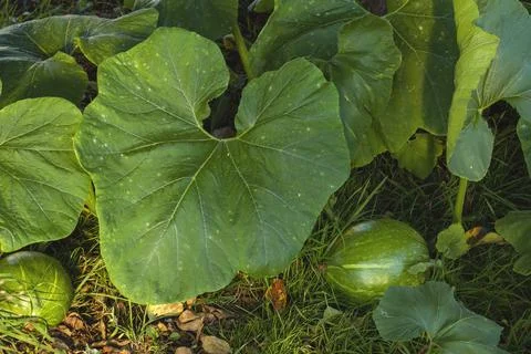 Squash plant Stock Photos