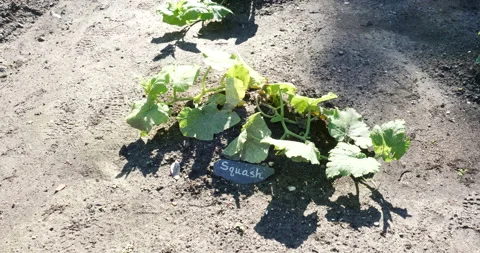 Squash planted in garden tilting down growing in the spring close up Stock Footage 171195784