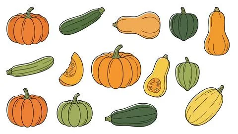 Squash Pumpkin Vector Set Whole and Sliced Vegetables Stock Illustration