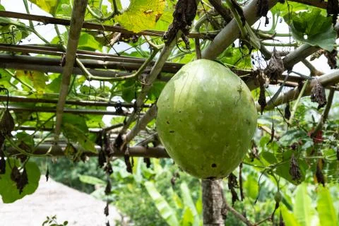 Squash pumpkins in the garden. Stock Photos