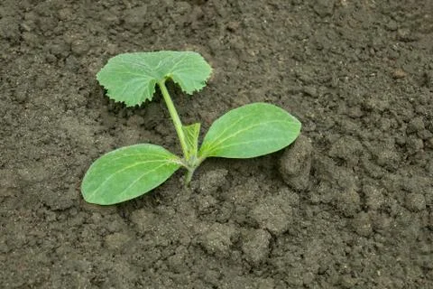Squash seedling planted in the ground Stock Photos