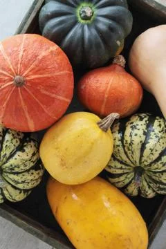 Squash selection Stock Photos