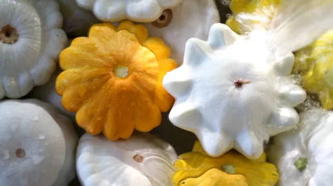 Squash Sorting and Cleaning Stock Footage 40548264