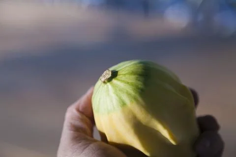 Squash on the table Stock Photos