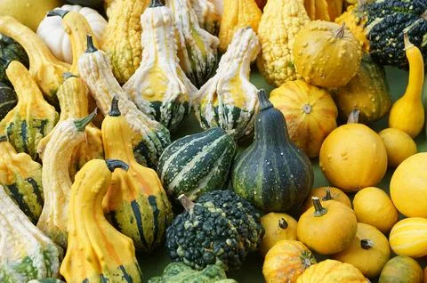 Squash of various shapes and sizes 写真素材