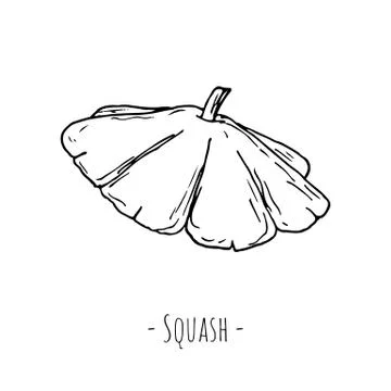 Squash. Vector illustration. Isolated on white. Hand-drawn. Stock Illustration