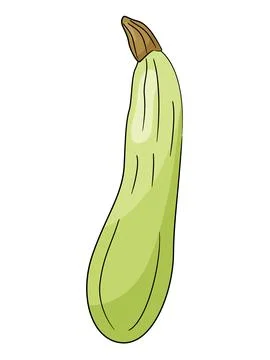 Squash vector illustration isolated on white background. Stock Illustration