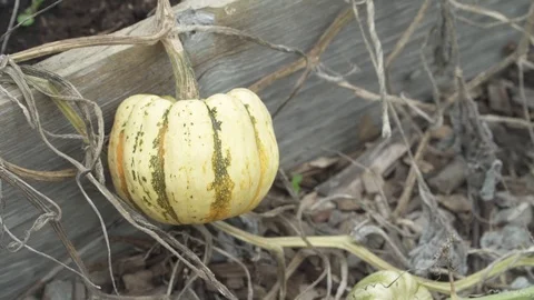 SQUASH ON VINE IN GARDEN DRY END OF SEASON Video stock 102237665