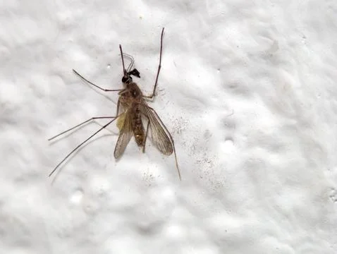 Squashed dead mosquito on white wall, isolated, macro Stock Photos