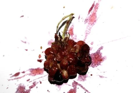 Squashed exploding and crushed blackberries fruit berries splattered on a w.. Stock Photos