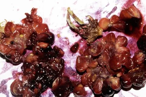 Squashed exploding and crushed blackberries fruit berries splattered on a w.. Stock Photos