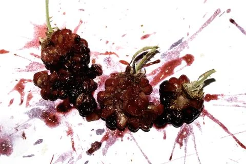 Squashed exploding and crushed blackberries fruit berries splattered on a w.. Stock Photos