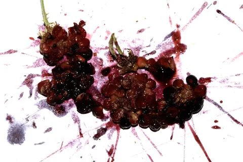 Squashed exploding and crushed blackberries fruit berries splattered on a w.. Stock Photos