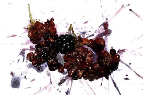Squashed exploding and crushed blackberries fruit berries splattered on a w.. Stock Photos