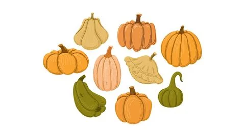 Squashes and pumpkins illustration. Vector set. Stock Illustration