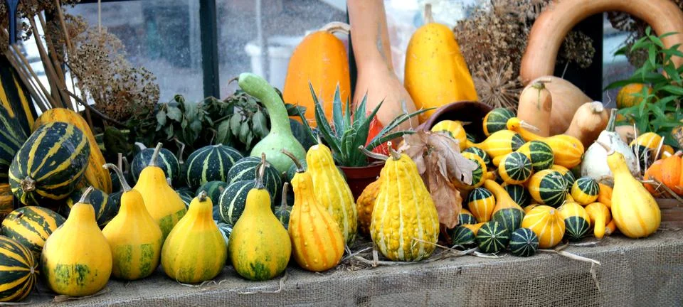 Squashes and Pumpkins. Stock Photos
