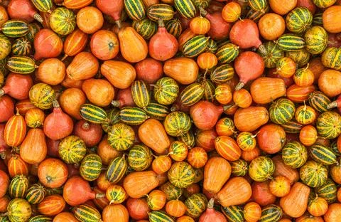 Squashes or Pumpkins background, wallpaper. 3D rendering Stock Illustration