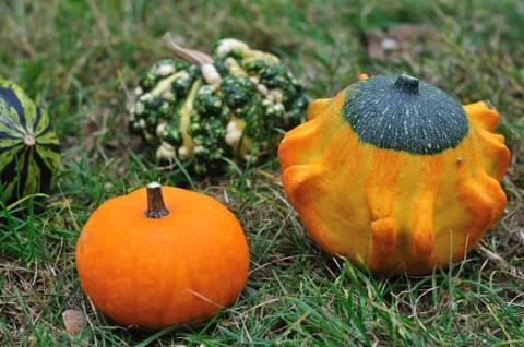 Squashes Stock Photos