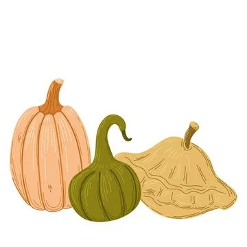 Squashes vector hand drawn illustration. Stock Illustration