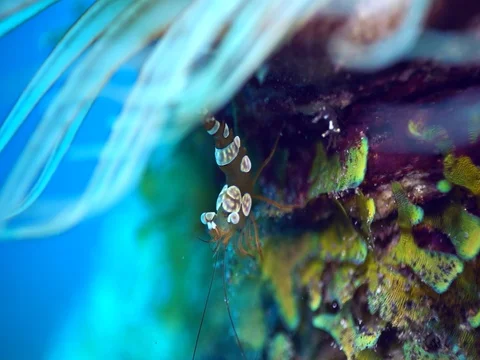 Squat anemone shrimp on the side of tube anemone Stock Footage