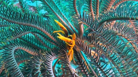 A Squat Lobster in a Crinoid Stock Footage 51798532