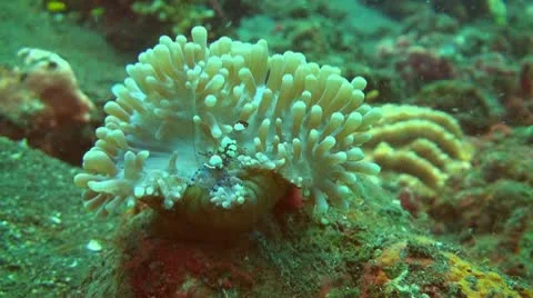 Squat shrimp Stock Footage 10737225