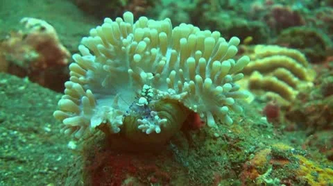 Squat shrimp Stock Footage 10737237