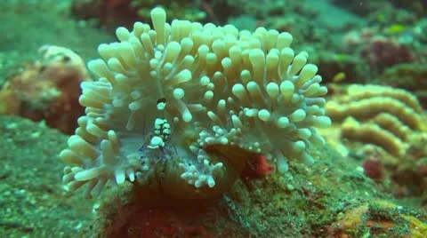 Squat shrimp Stock Footage 10737239