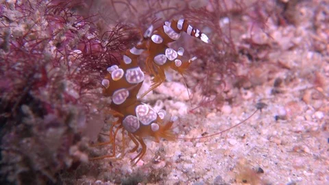 Squat Shrimp Stock Footage 90657767