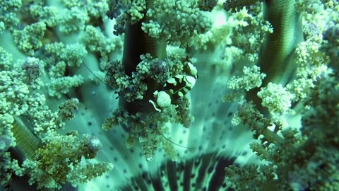 Squat shrimp ( Thor amboinensis ) on corals of Bali Stock Footage 80665442