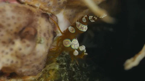 Squat shrimp - Thor amboinensis Stockbeeldmateriaal 83228305