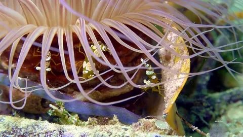 Squat shrimps with anemone Stock Footage 307148876
